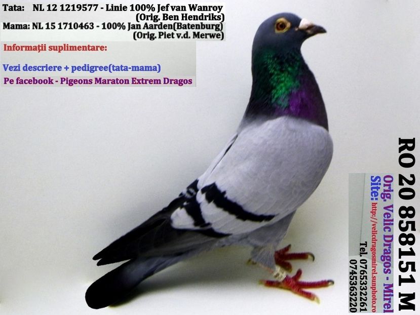 RO 20 858151 M Pret 250 Lei negociabil + transportul - PENTRU POSTAT SI REPOSTAT