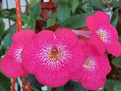 115182902_IERHPIP - AAA RIZOMI ACHIMENES DISPONIBILI -2023