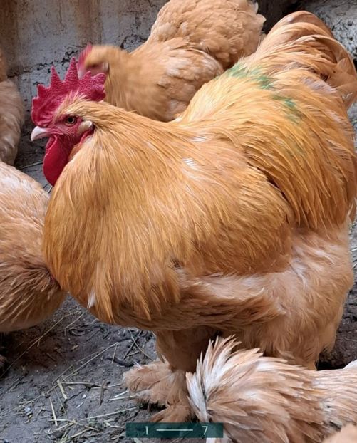  - Cochinchina galben