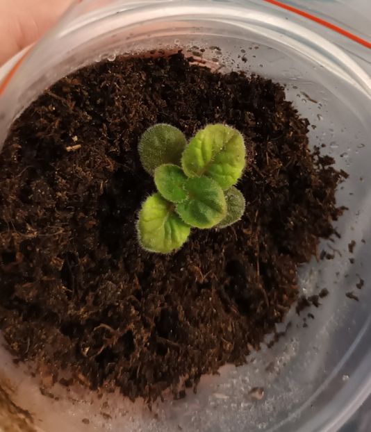 Iata ce a rasarit - Mulțumesc dna Georgeta