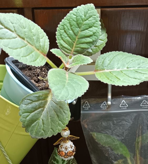 Iolanta, fara frunzele roz... - Bombonelele gloxi