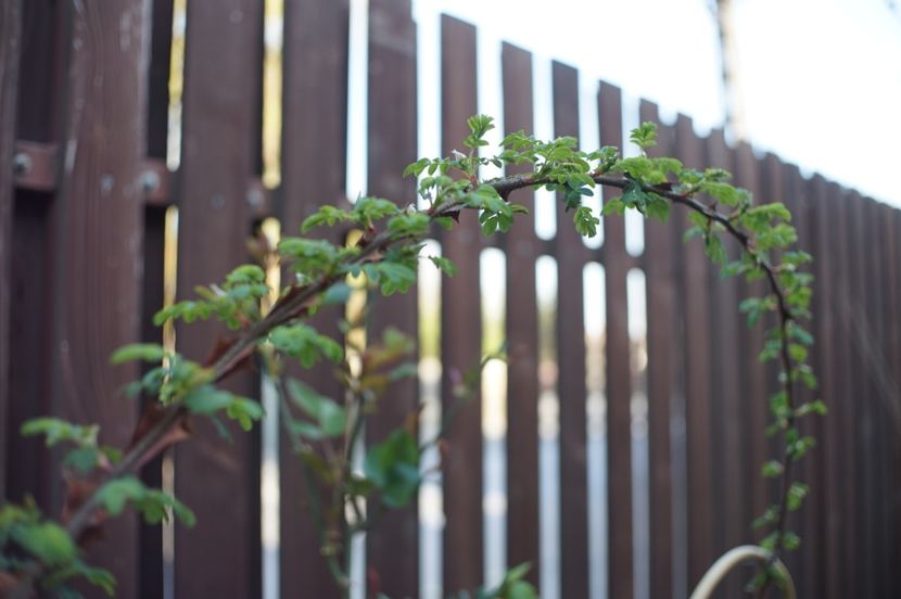  - Rosa omeiensis pteracantha