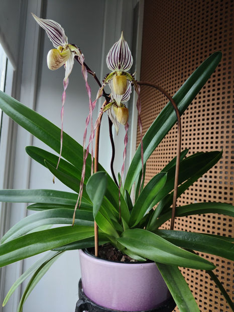 paphiopedilum "philippinense" - Orhidee_5_simpodiale fără pseudobulbi
