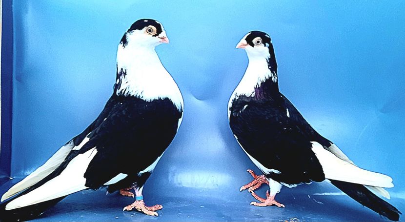 Perechea  7 - B - Perechi 2023