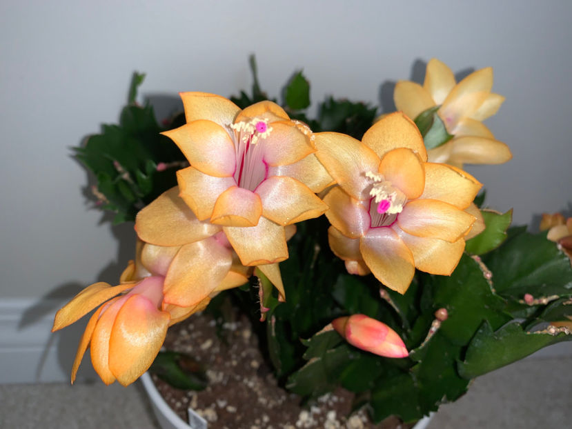  - Plante de interior 2023