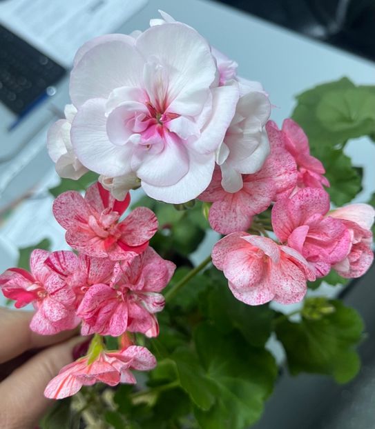 6CF4E803-DA57-49AA-A4BB-E2A9C4FC9786 - Muscate