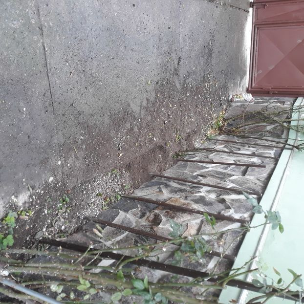  - Codiță-Cody -Coco