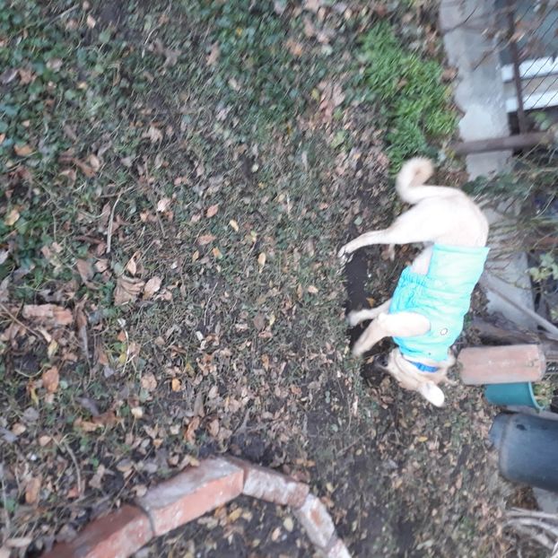  - Codiță-Cody -Coco