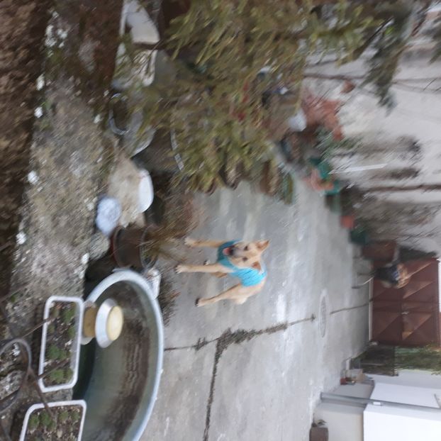  - Codiță-Cody -Coco