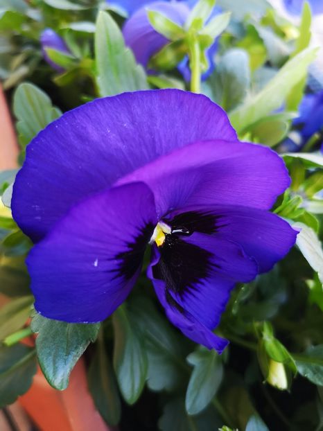 Panselute - 0 0 2023