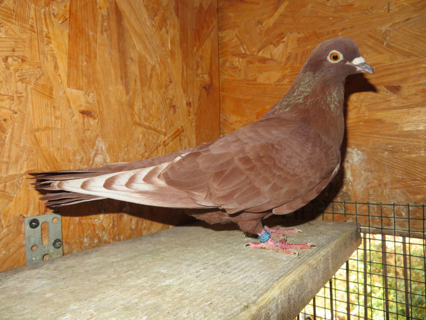  - Zburator Roșu de Târgoviște - porumbițe matcă