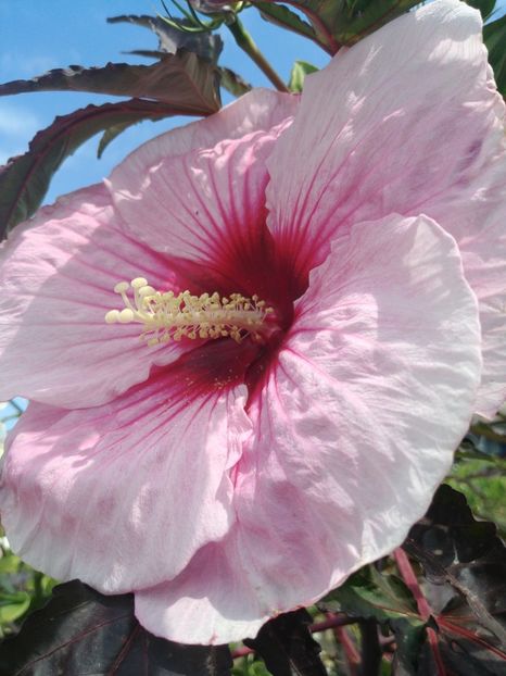  - HIBISCUS MOSCHEUTOS