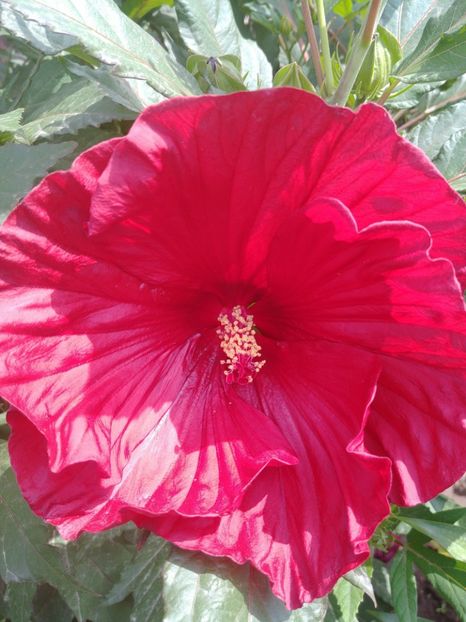  - HIBISCUS MOSCHEUTOS
