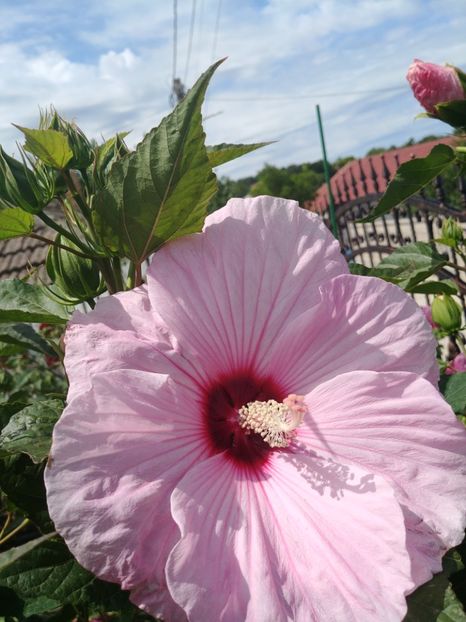  - HIBISCUS MOSCHEUTOS