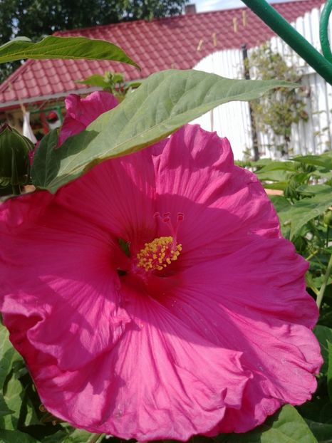  - HIBISCUS MOSCHEUTOS