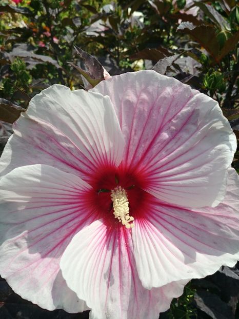 20220718_115056_HDR - HIBISCUS MOSCHEUTOS