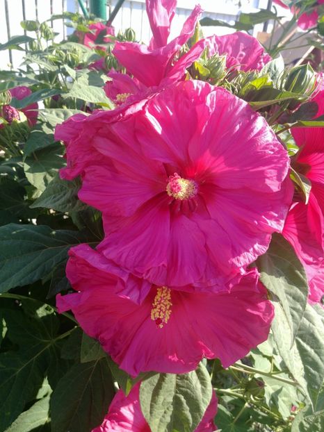  - HIBISCUS MOSCHEUTOS
