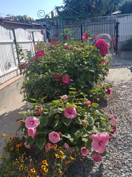 20220723_090556_HDR - HIBISCUS MOSCHEUTOS