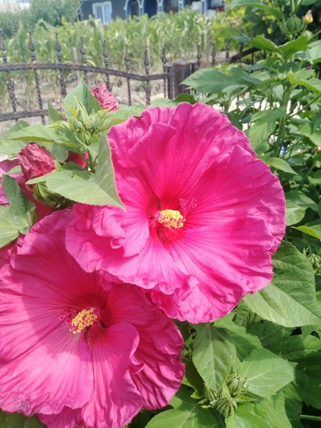  - HIBISCUS MOSCHEUTOS