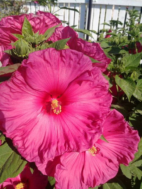  - HIBISCUS MOSCHEUTOS