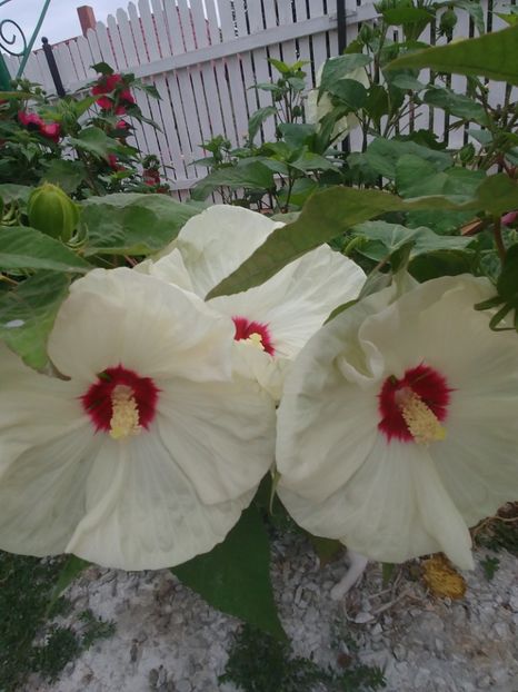  - HIBISCUS MOSCHEUTOS