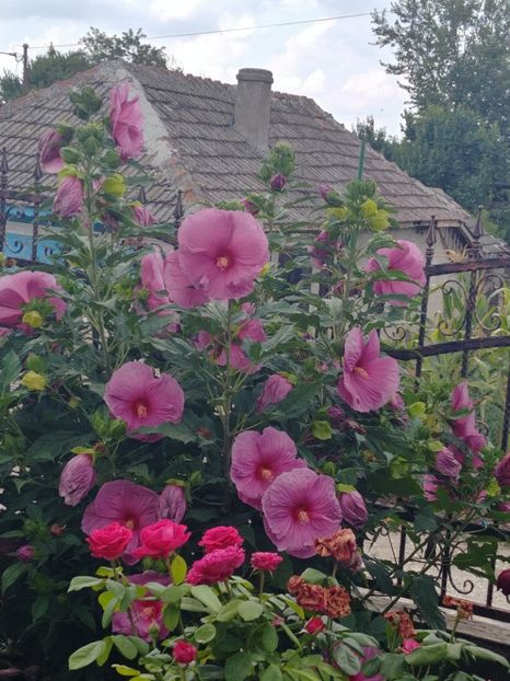 20220801_141029_HDR - HIBISCUS MOSCHEUTOS