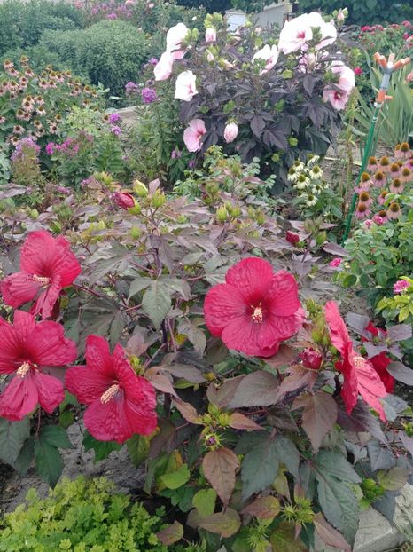  - HIBISCUS MOSCHEUTOS