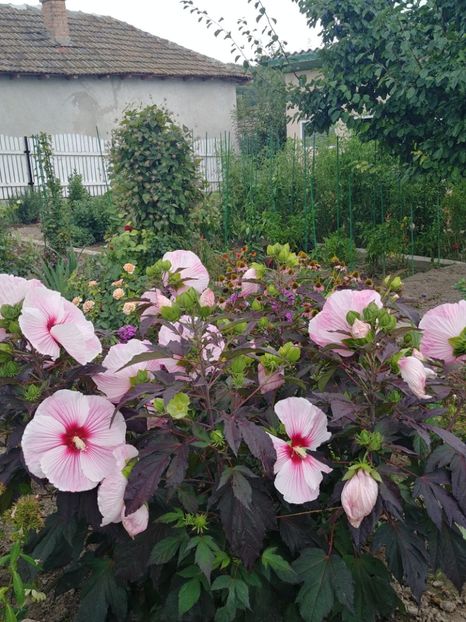 20220801_141302_HDR - HIBISCUS MOSCHEUTOS
