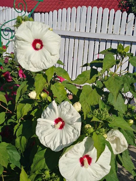 20220805_082914_HDR - HIBISCUS MOSCHEUTOS