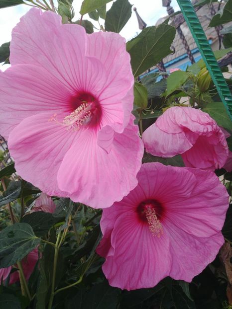  - HIBISCUS MOSCHEUTOS