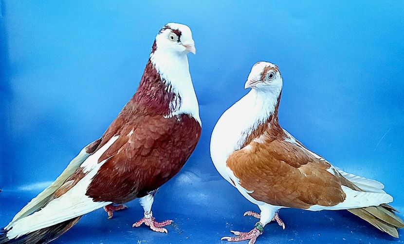 Perechea  42 - B - Perechi 2023