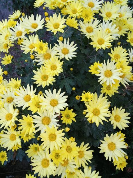 20221031_082501_HDR - CRIZANTEME 2022