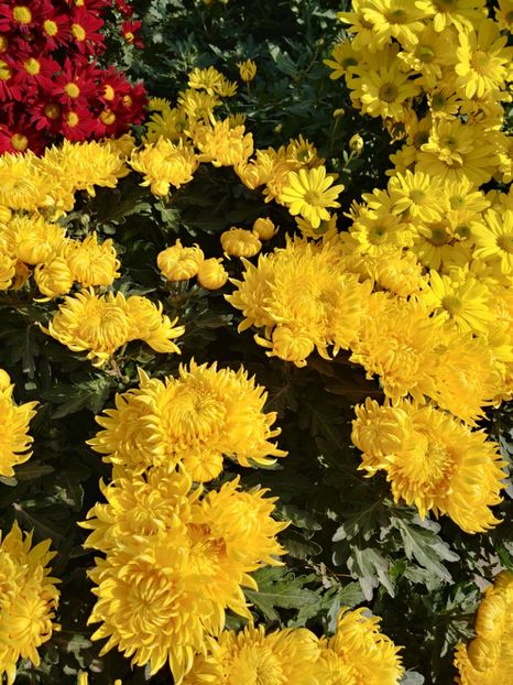 20221104_134222_HDR - CRIZANTEME 2022