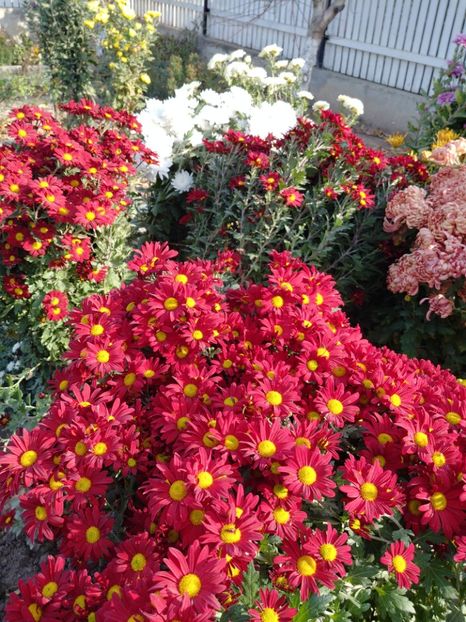 20221104_134228_HDR - CRIZANTEME 2022