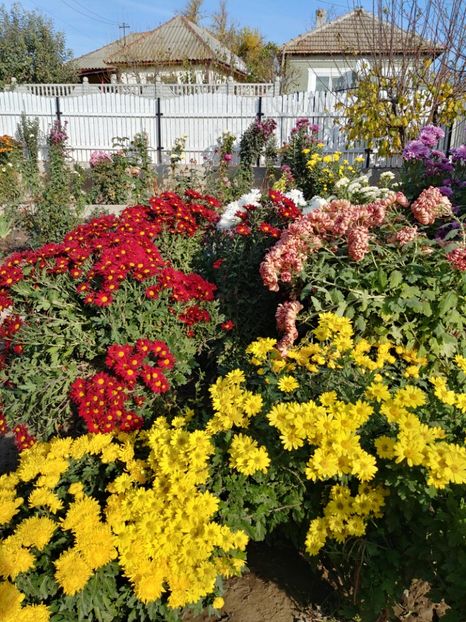 20221104_134241_HDR - CRIZANTEME 2022