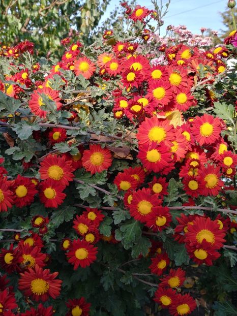 20221104_134300_HDR - CRIZANTEME 2022