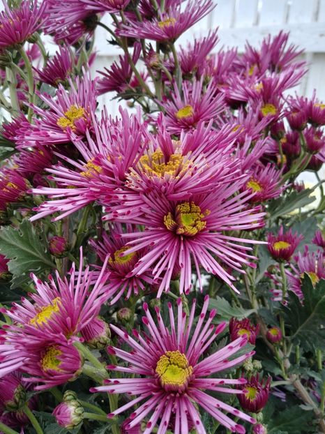 20221106_113155_HDR - CRIZANTEME 2022