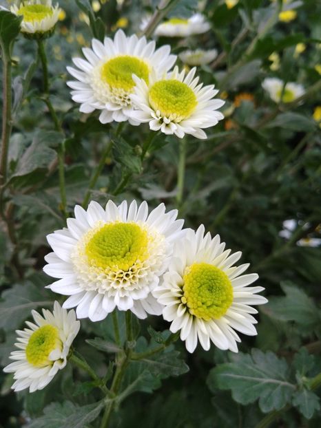 20221106_113337_HDR - CRIZANTEME 2022