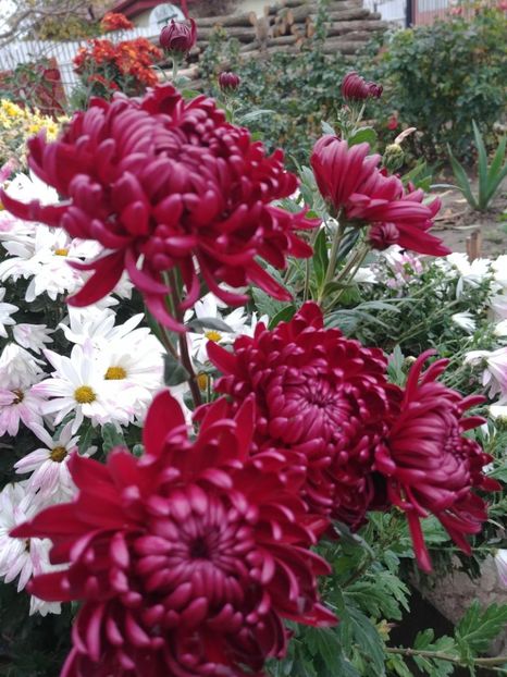 20221124_155720_HDR - CRIZANTEME 2022