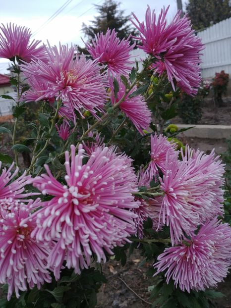 20221128_145257_HDR - CRIZANTEME 2022