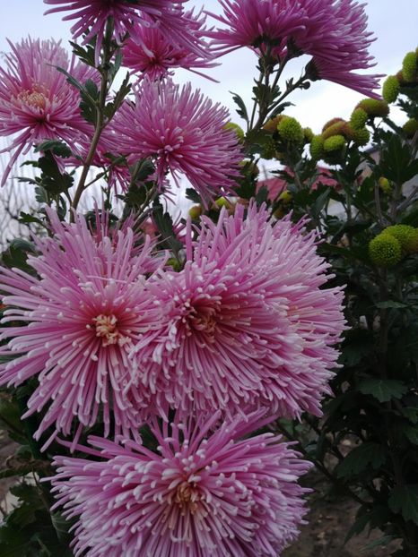 20221128_145306_HDR - CRIZANTEME 2022