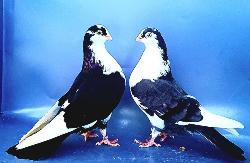 Perechea  17 - B - Perechi 2023