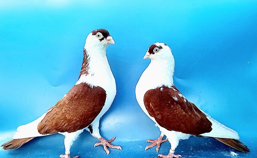 Perechea  55 - B - Perechi 2023