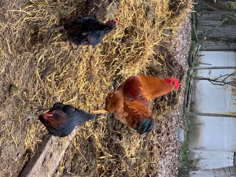 Cocoș NH 2023 - New Hampshire - 2023