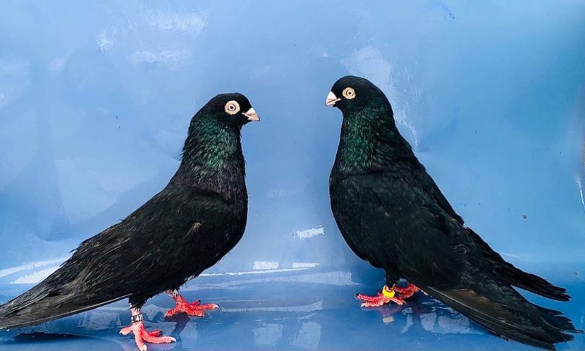 Perechea  34 - B - Perechi 2023