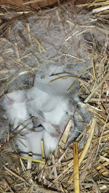  - CUIBURI DE IEPURAS