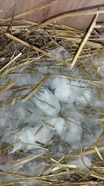  - CUIBURI DE IEPURAS