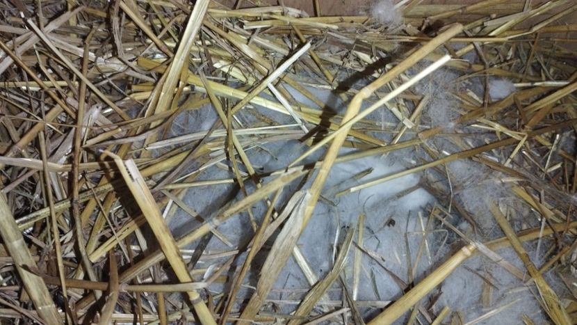  - CUIBURI DE IEPURAS