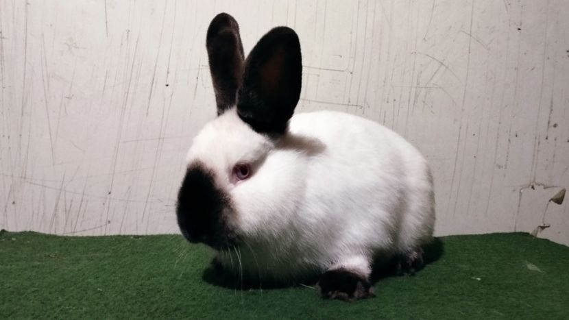 28.01.23. - A-IEPURI CALIFORNIENI