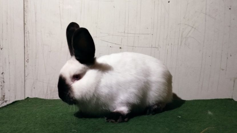  - A-IEPURI CALIFORNIENI